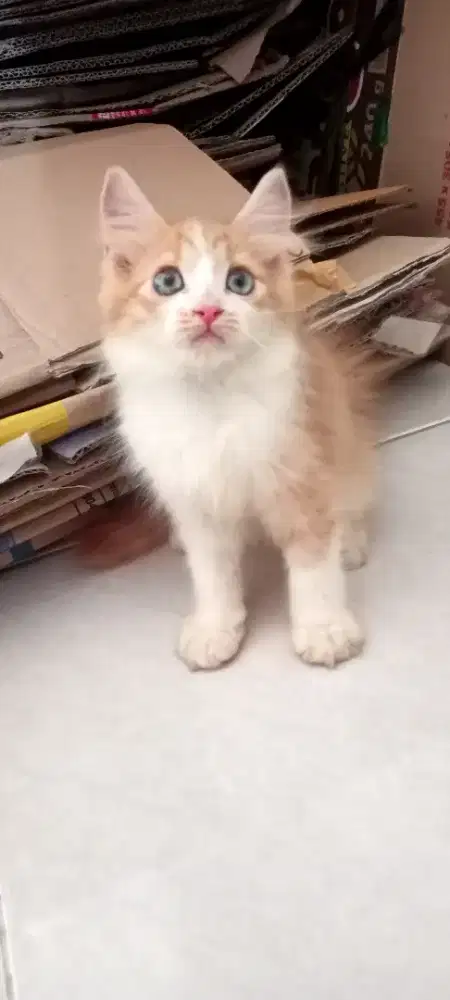 Persmed 2,5 bulan
