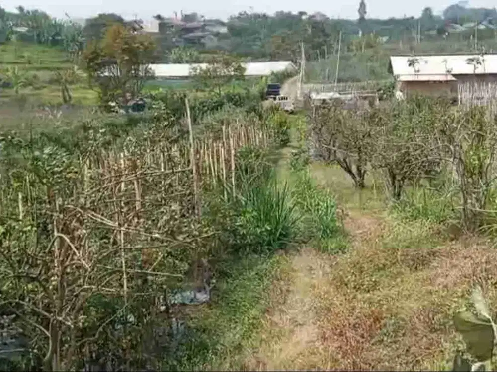 kebun subur berhawa sejuk