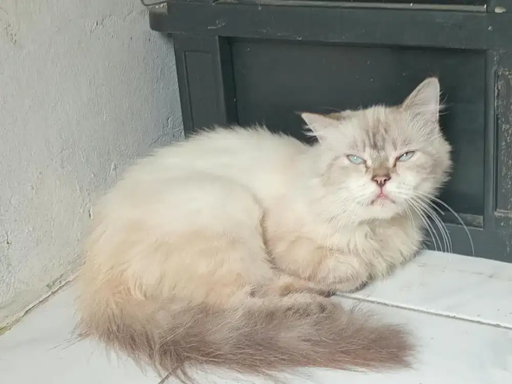 Kucing Himalaya betina birahi