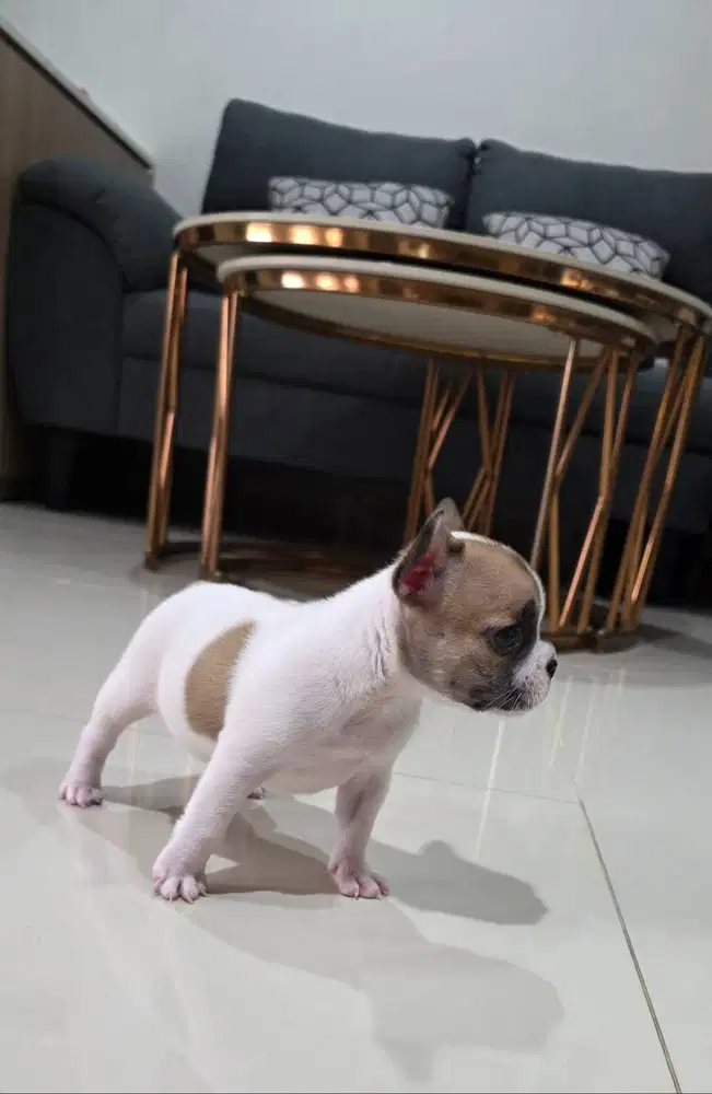 Anakan French Bulldog