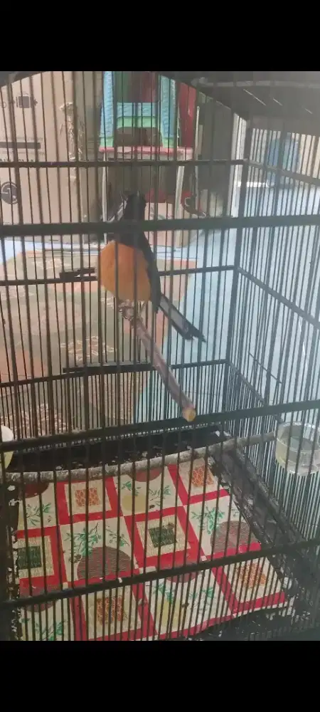 Murai batu gacor