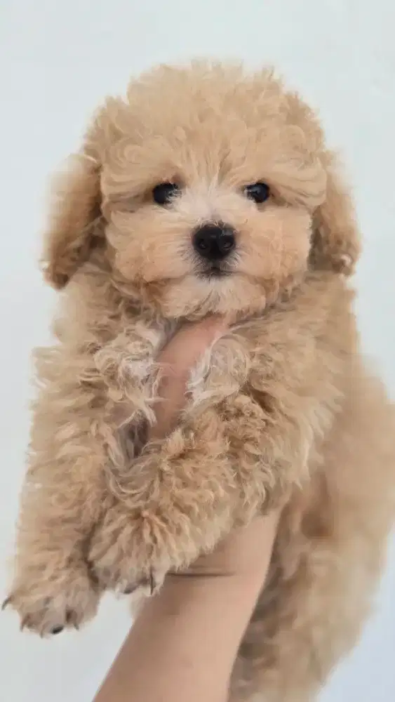 Toy tiny teacup poodle