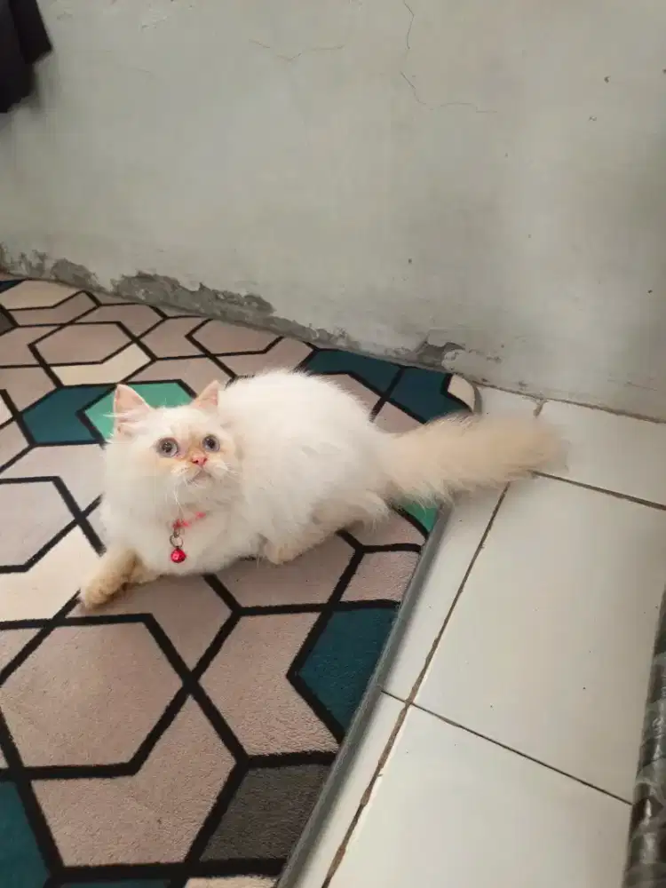 Kitten himalaya redpoint