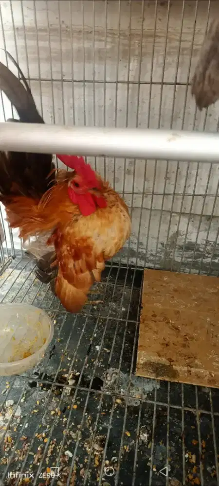 Ayam serama remaja