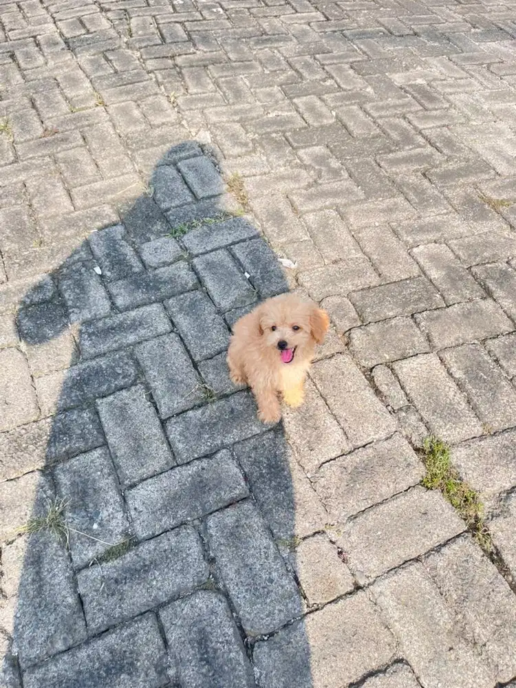 Maltipoo betina vaksin medan bs pantau langsung