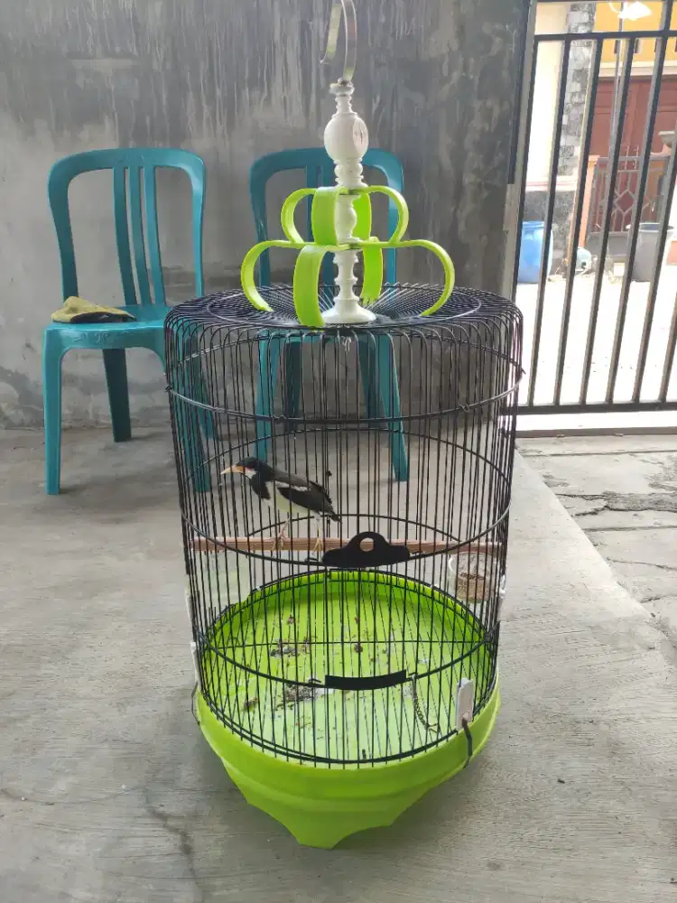 Jalak suren uren