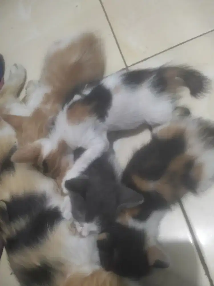 Adopsi kucing Persia usia 1 Bulan