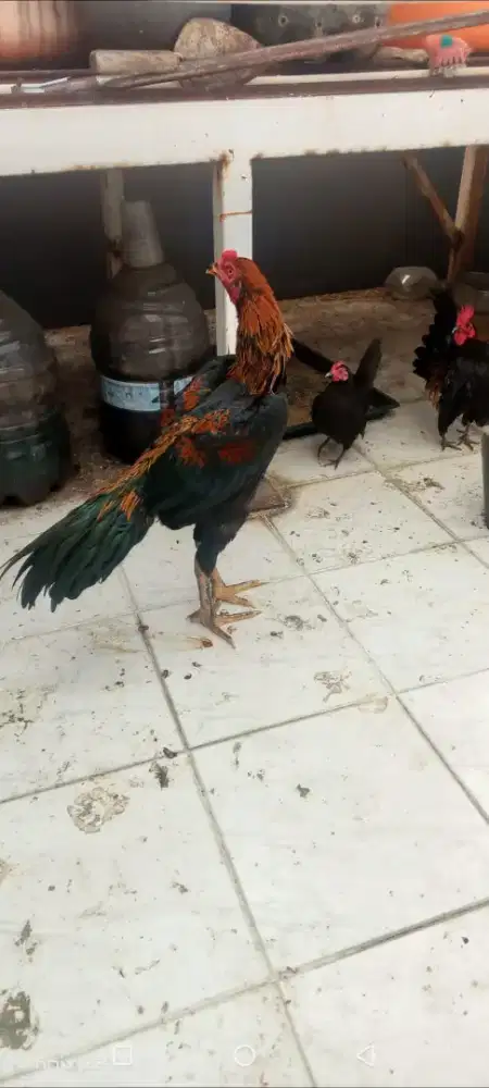 Ayam bangkok remaja