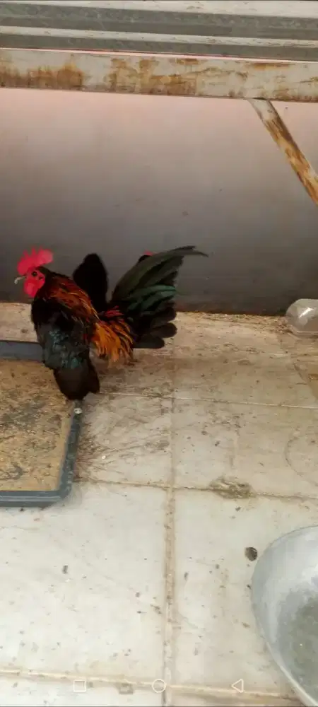 Ayam serama malaysia