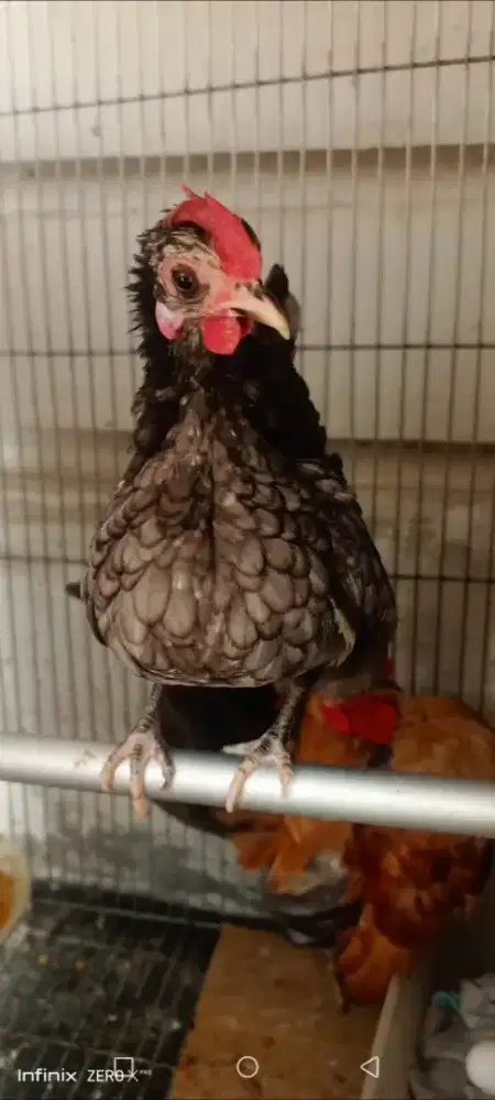 Ayam serama bentina