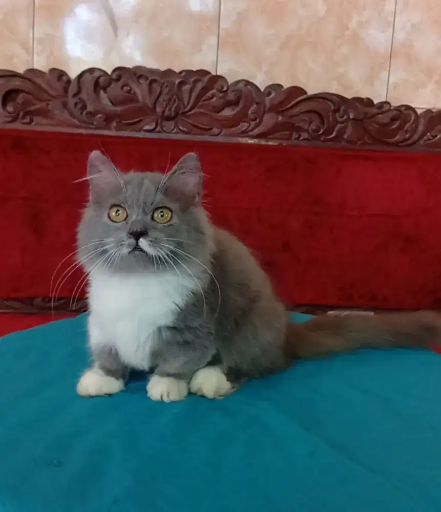 BLH munchkin jantan blue n white
