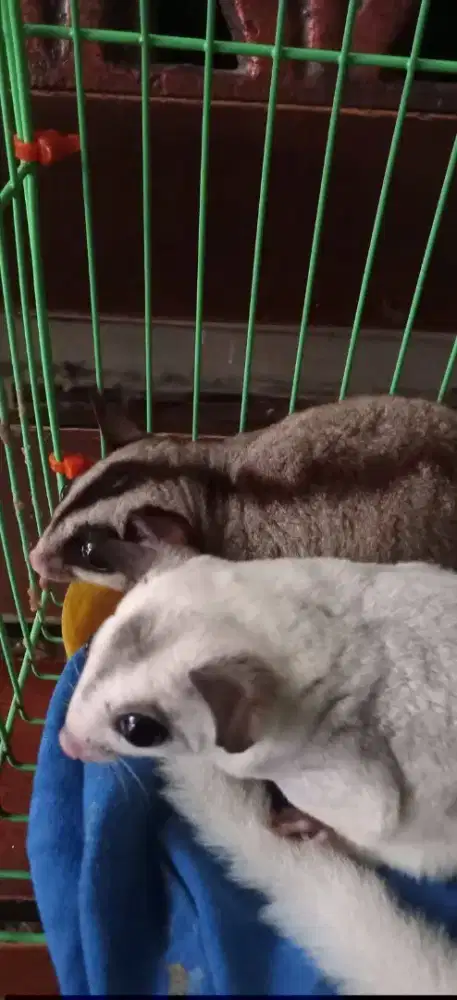 Sepasang Sugar Glider Unik