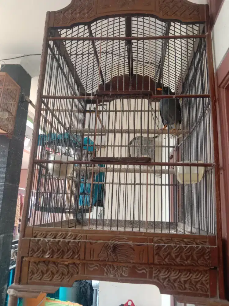 Jalak item burja