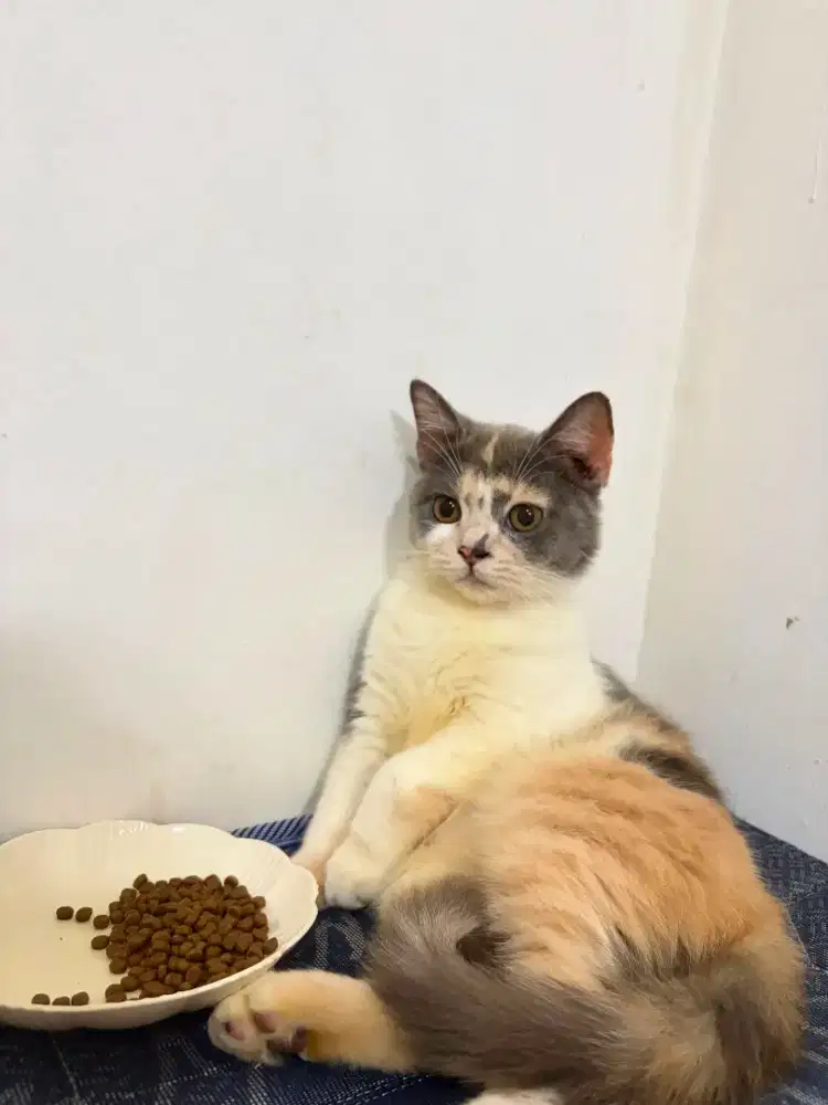 Kucing bsh Calico diluxe