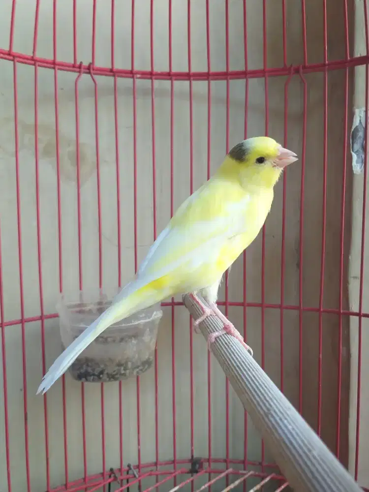 Kenari Rasmi x Spanish Timbrado, Jantan