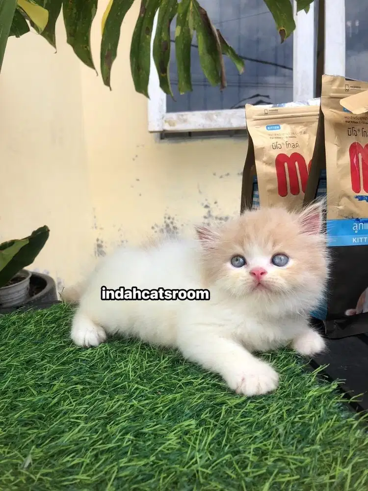 KUCING RAS PERSIA FLATNOSE JANTAN