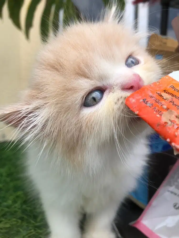 KUCING RAS PERSIA FLATNOSE JANTAN
