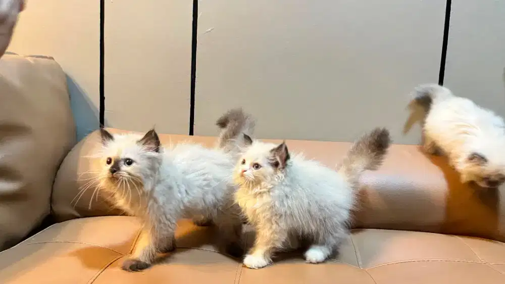 Kucing kitten persia himalaya 2,5 bulan