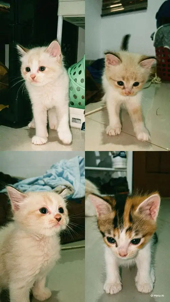 Anak Kucing Himalaya