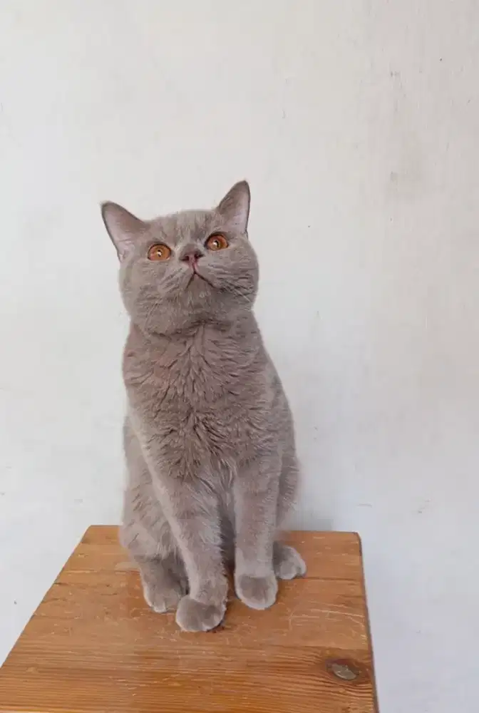 BRITISH SHORTHAIR / BSH FAWN