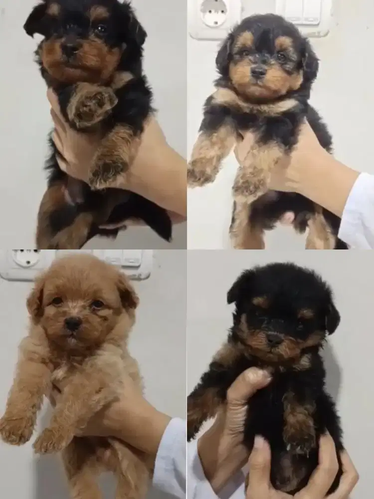 Anjing mix pomapo