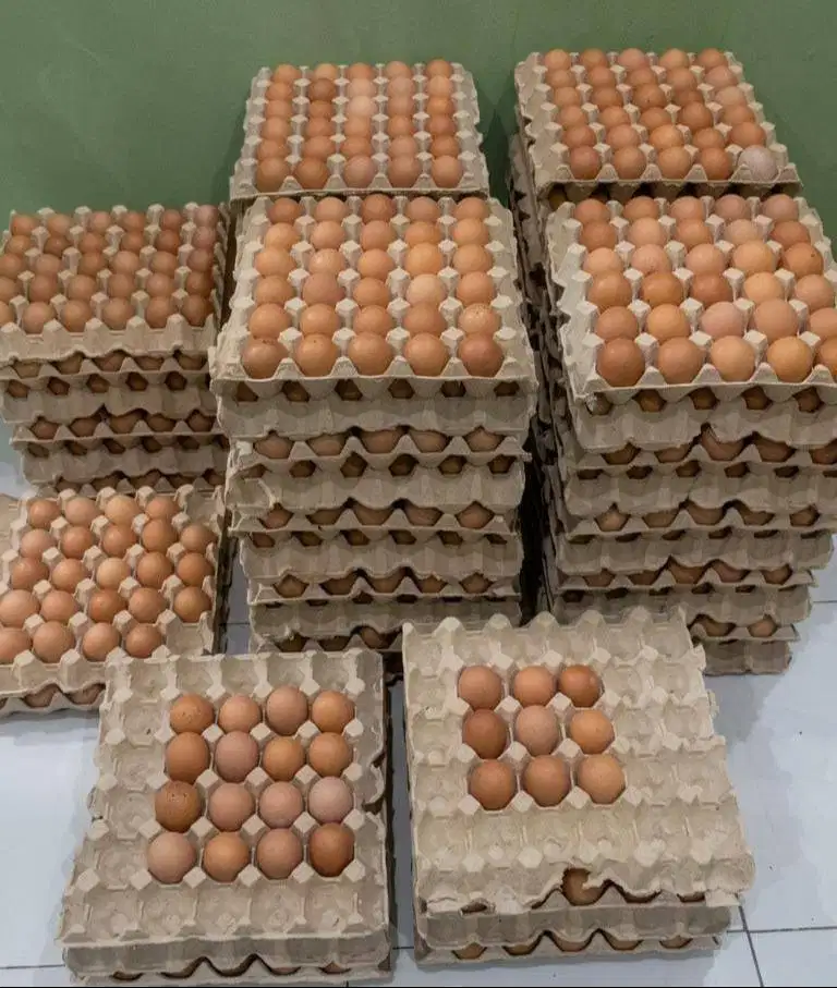 Ayam Petelur Produksi