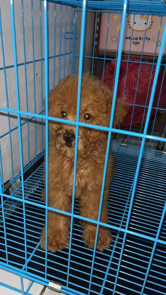 Jual Cepat Anjing Usia 3,5 Bulan + Kandang