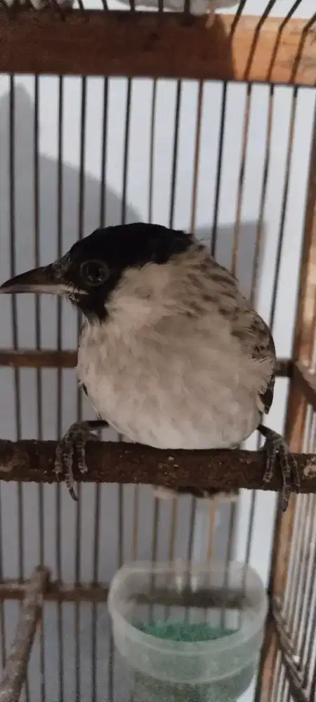 Di jual burung kutilang + kandang.