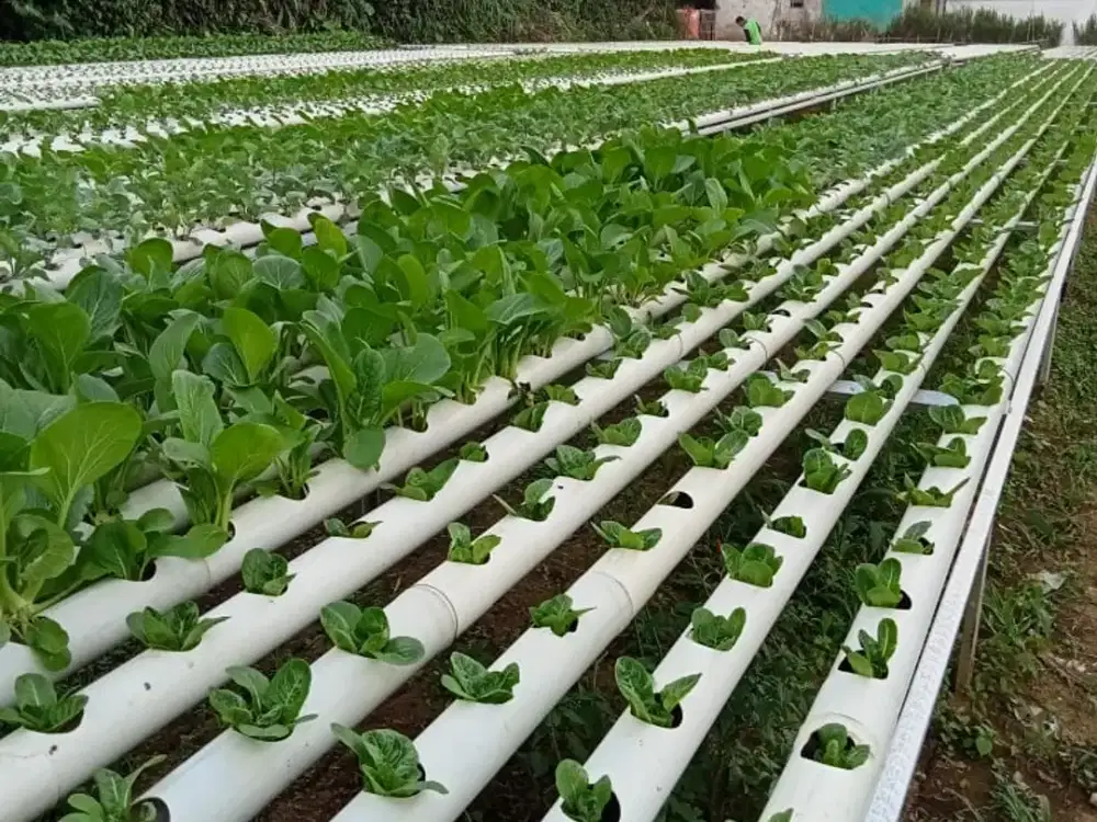 Jual Murah Cepat Tanah Kebun Di Kampung Tabrik Cianjur Jawa Barat