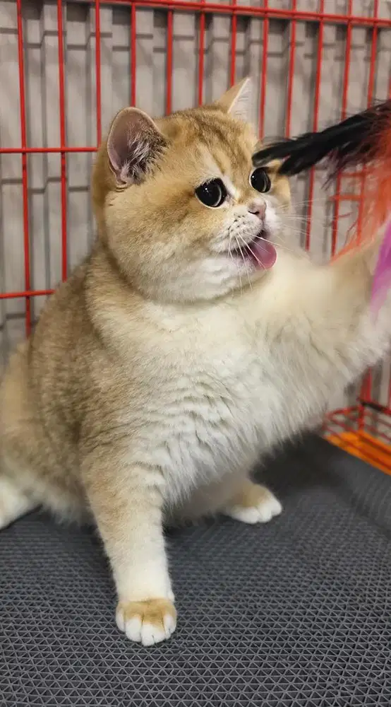 British shorthair golden ny12