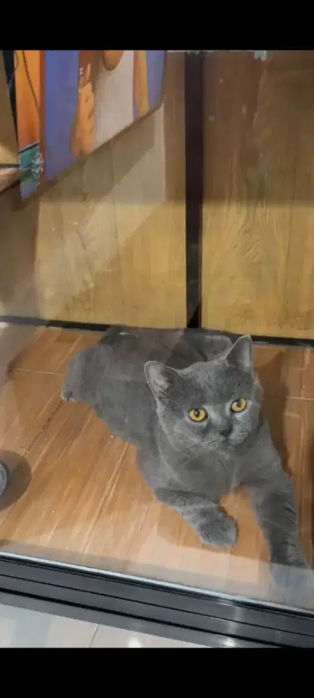 jasa pacak kucing bsh