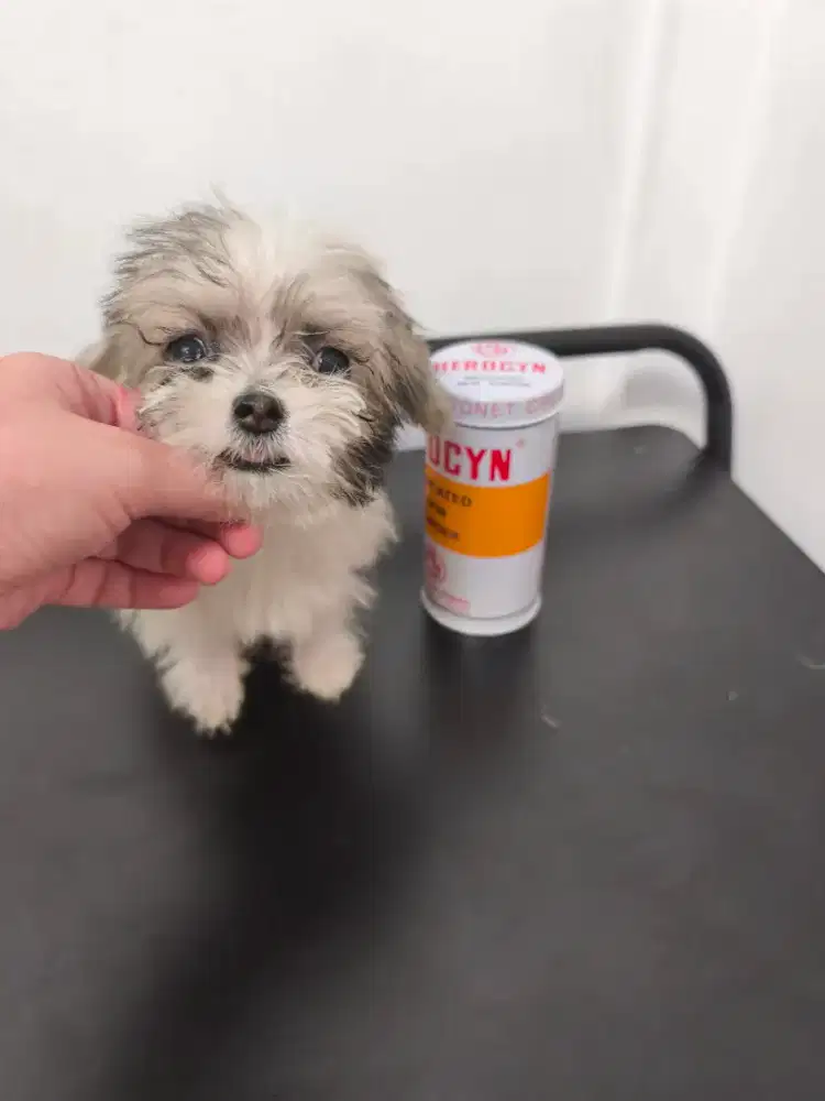 Anak anjing kecil