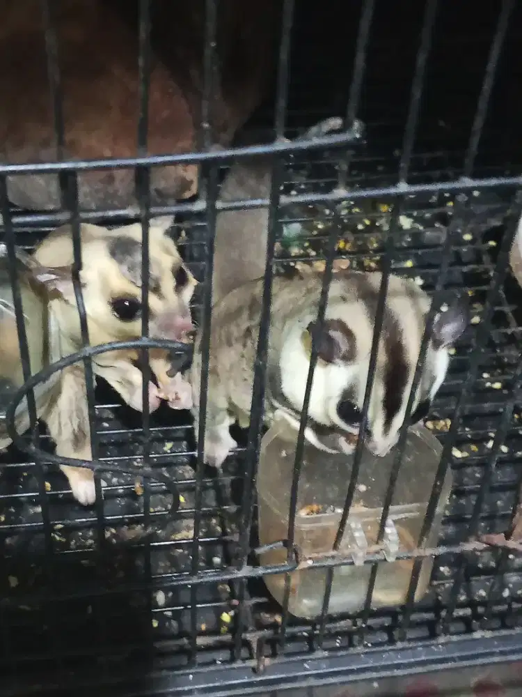 Pasangan resmi sugar glider