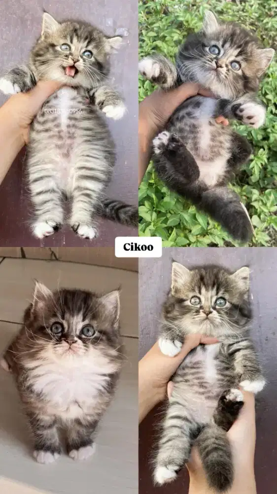 Ready Kucing Lucu