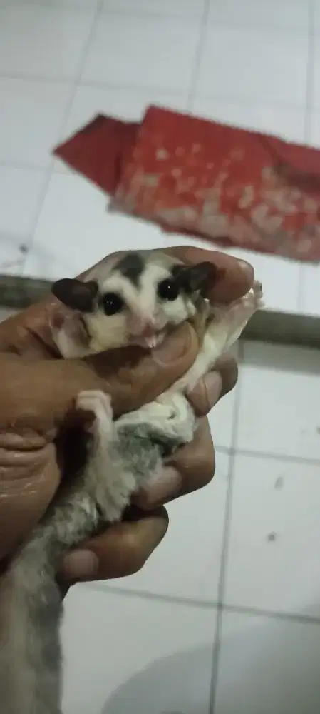 sugar glider wf het cream