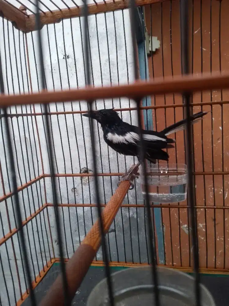 Burung kacer Jawa Barat fullset rajin bunyi