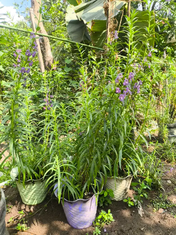 Tanaman Lavender Bunga Ungu Wangi Anti Nyamuk Promo