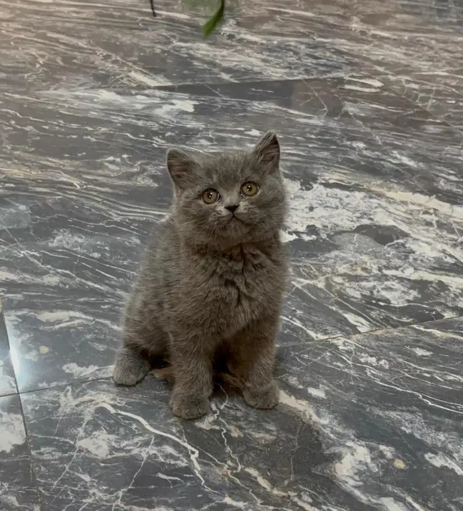 Patung mainan kucing kitten BSH british shorthair
