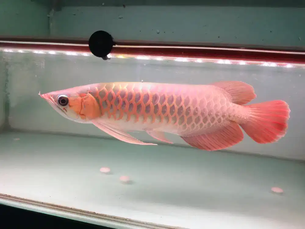Arwana super red