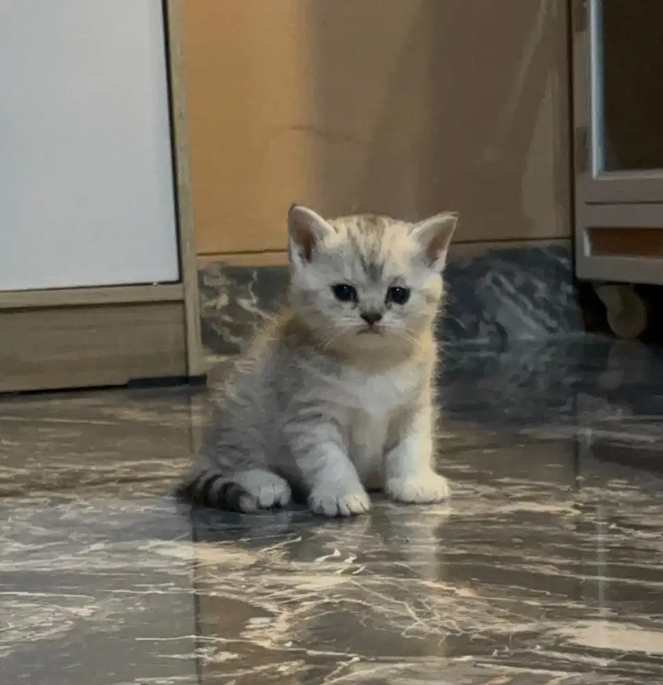 Patung mainan kucing BSH British shorthair scottish straight silver