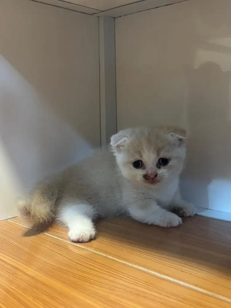 Patung mainan kucing kitten BSH munchkin cebol scottish fold gealic