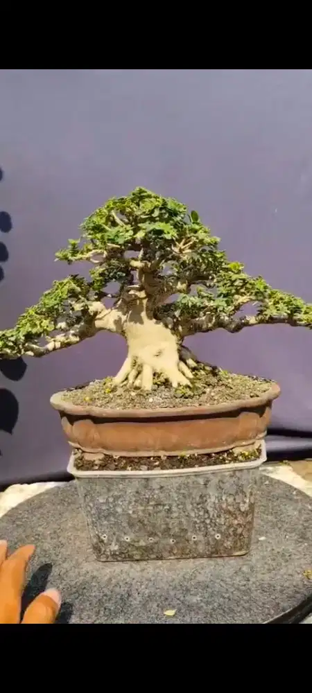 Tanaman Bonsai sancang siap untuk kontes