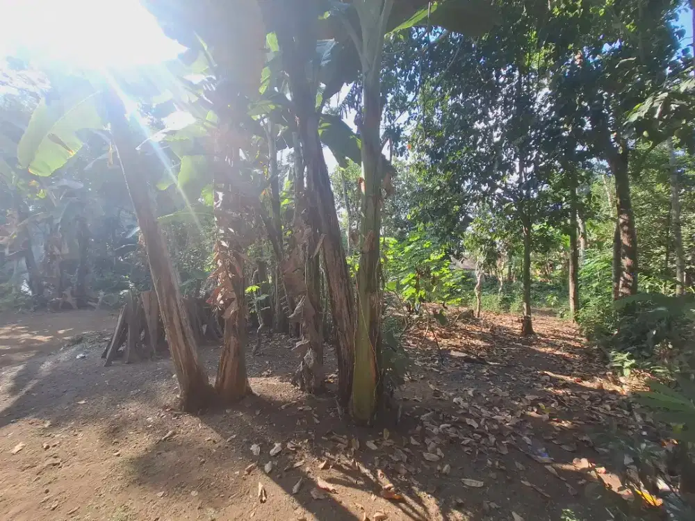 Tanah Pekarangan SHM Kutasari Purbalingga