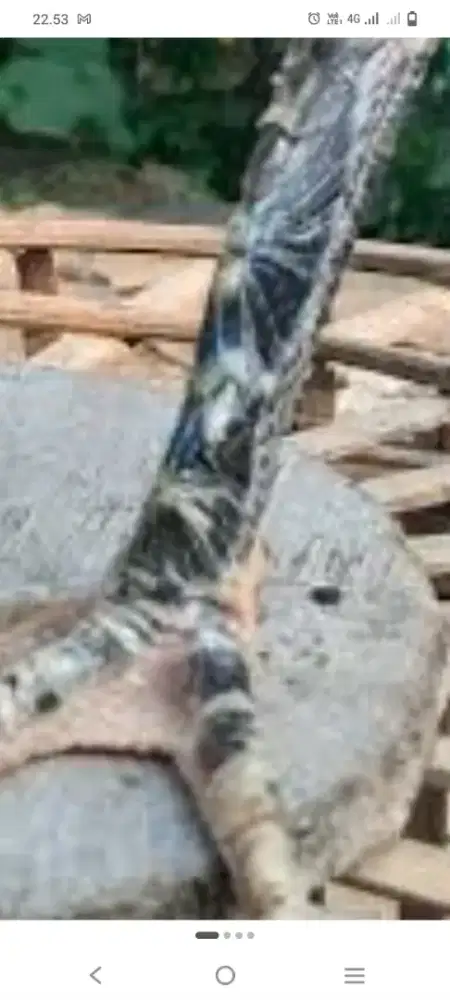 jual ayam ganoi kaki gunung dan drumbend