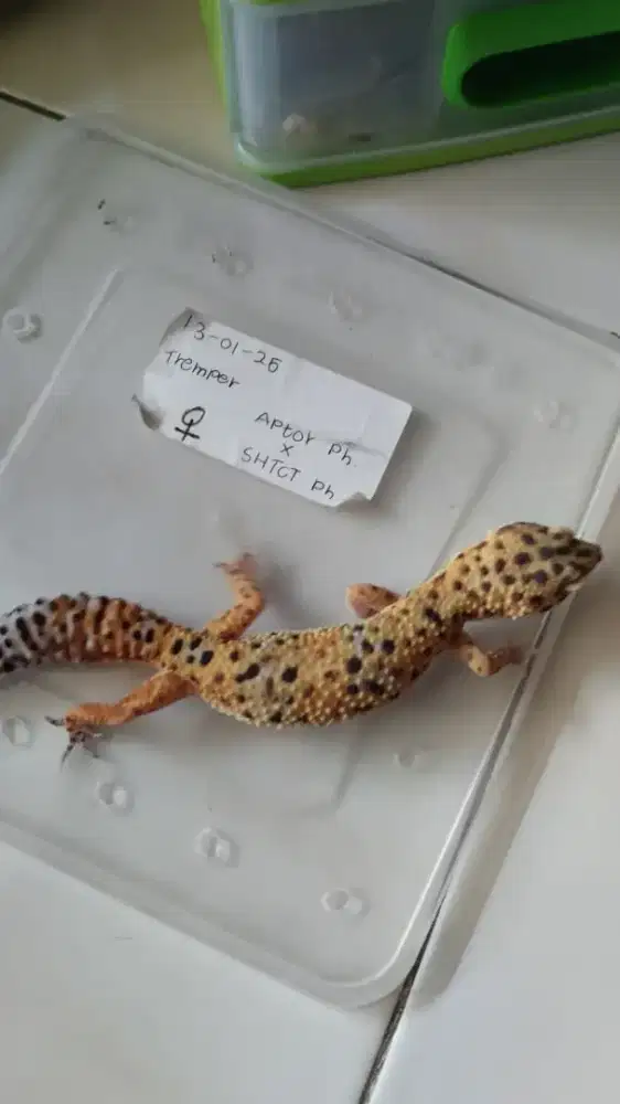 Dijual leopard gecko