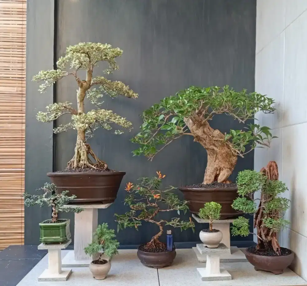 Paketan bonsai murah siap pajang antik