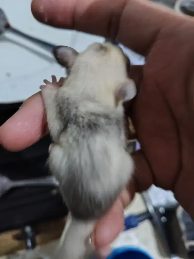 Sugar glider joey mosaic