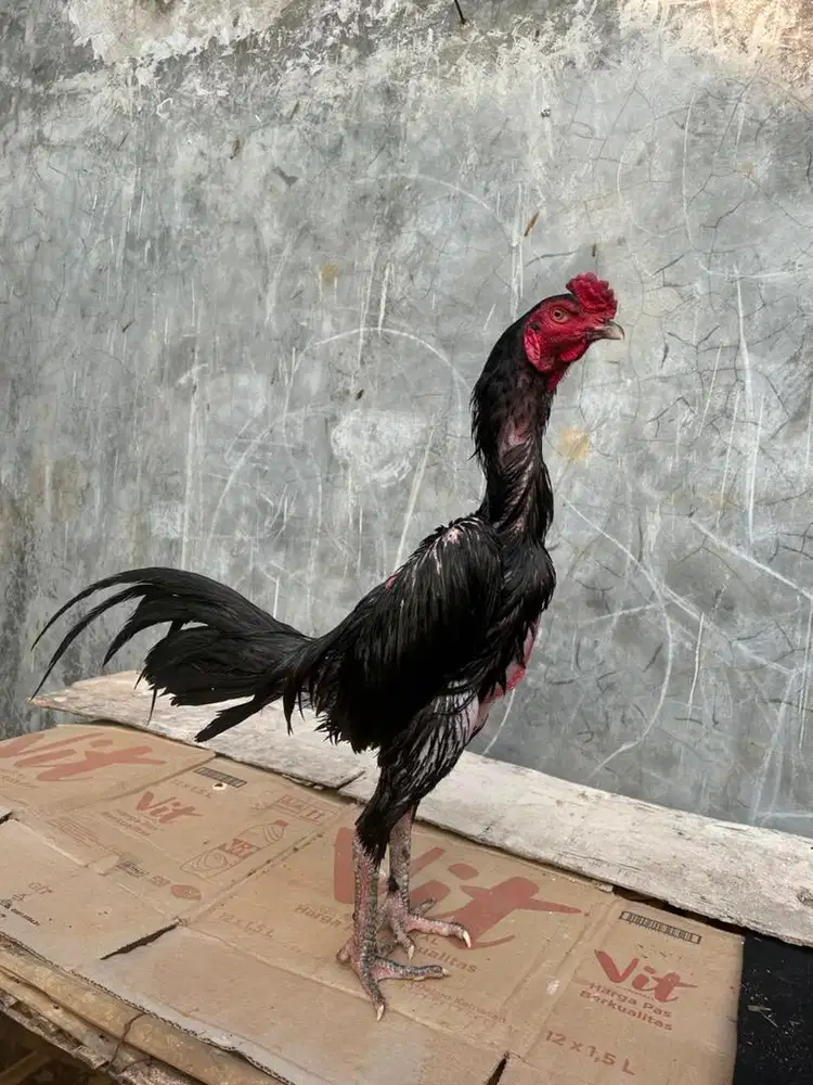 Ayam bangkok x pakoy kumbang