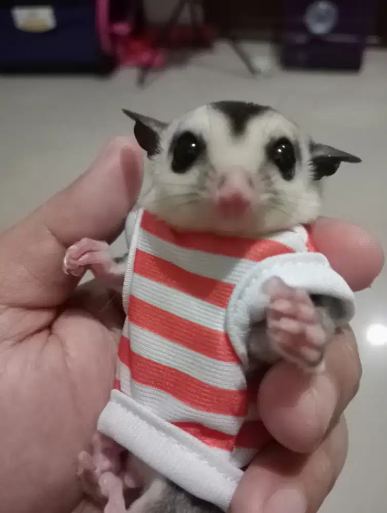 Sugar glider joey jantan Jinak Siap Kawin