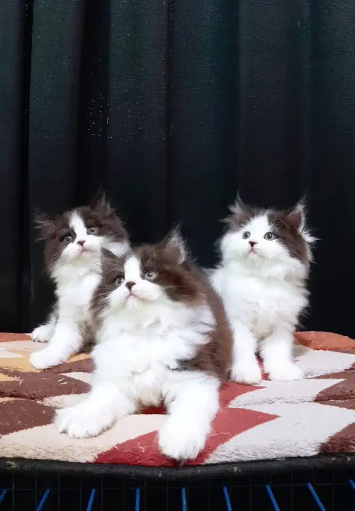 kucing kitten persia